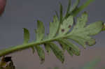 Fuzzy phacelia